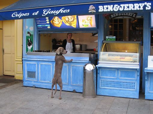 La toxicité du chocolat chez le chien !!!!!!!!!!!!